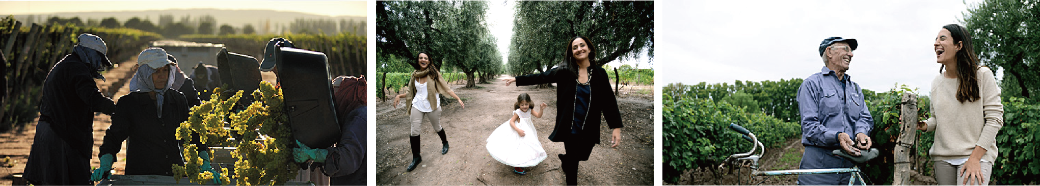 蕴含爱的葡萄酒-拉加德酒庄