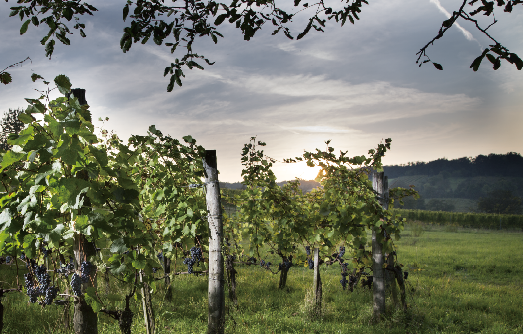 奥地利风干红葡萄酒
